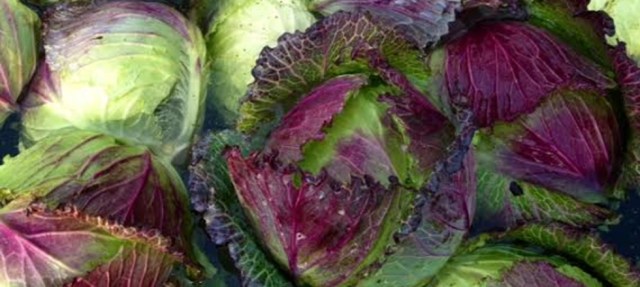 The Newburyport Farmers' Market met photo 9