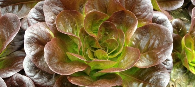 The Newburyport Farmers' Market met photo 15