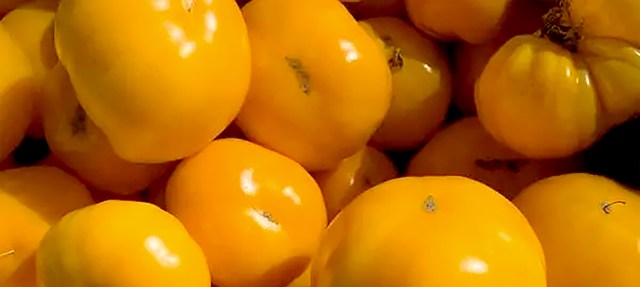 The Newburyport Farmers' Market met photo 7